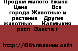 Продам милого ёжика › Цена ­ 10 000 - Все города Животные и растения » Другие животные   . Калмыкия респ.,Элиста г.